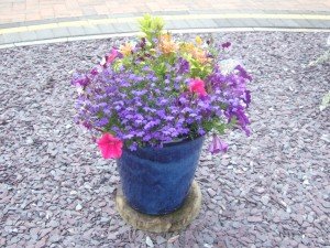 Planted blue pot surrounded by decorative gravel