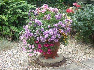 Planted pot standing on decorative gravel