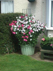Pot planted with vibrant and strongly growing plant