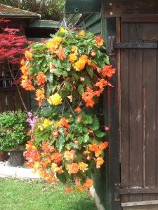 Double hanging basket