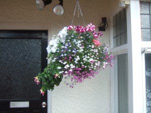 Hanging basket by front door