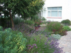Front garden with lavender beds
